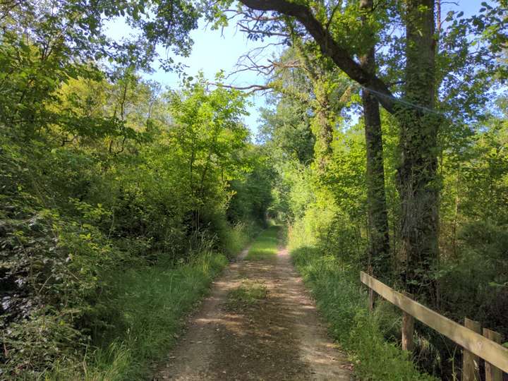 Chemin forestier