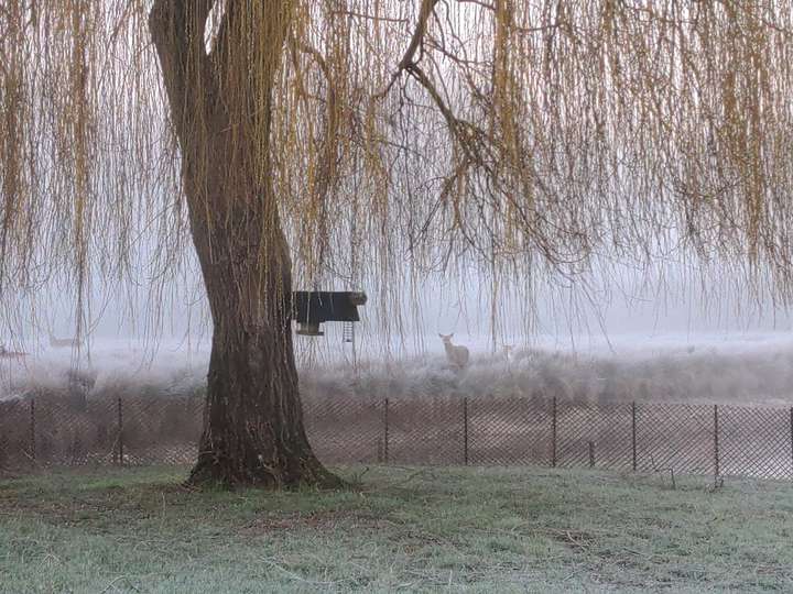 Brume matinale