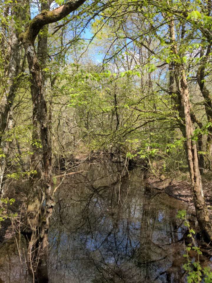 Foret aquatique